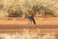 Lupulella mesomelas schmidti