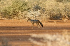 Lupulella mesomelas schmidti