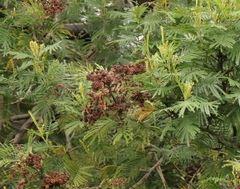 Dasineura rubiformis