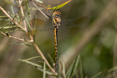 Hemicordulia australiae