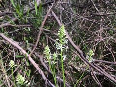 Stackhousia aspericocca