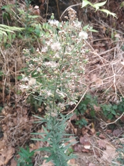 Erigeron bonariensis