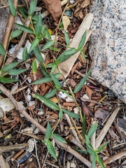 Commelina communis