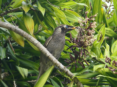 Bolemoreus frenatus