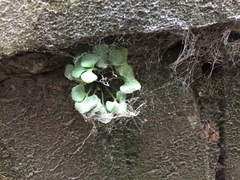 Asplenium ruta-muraria