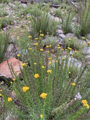 Chrysocephalum semipapposum