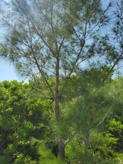 Casuarina equisetifolia