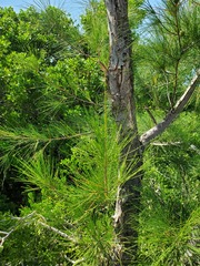 Casuarina equisetifolia
