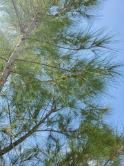 Casuarina equisetifolia