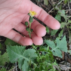 Sonchus oleraceus