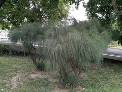 Casuarina