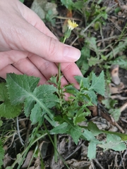 Sonchus oleraceus
