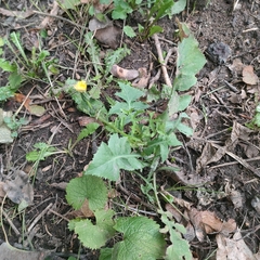 Sonchus oleraceus