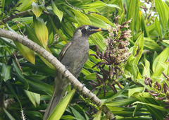 Bolemoreus frenatus