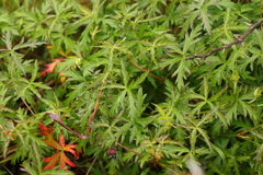 Geranium incanum