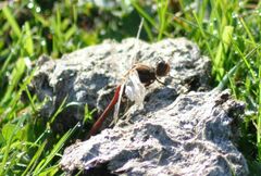 Sympetrum vulgatum