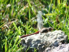 Sympetrum vulgatum