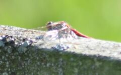 Sympetrum vulgatum