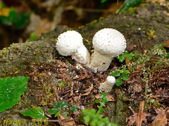 Lycoperdon spadiceum