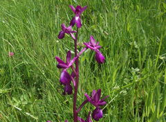 Anacamptis laxiflora