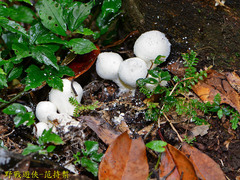 Lycoperdon spadiceum