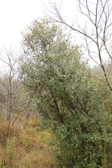 Olea europaea cuspidata