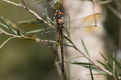 Hemicordulia australiae