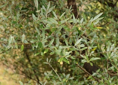 Olea europaea cuspidata
