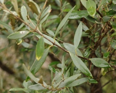 Olea europaea cuspidata