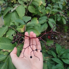 Sambucus nigra