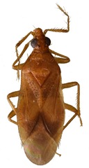 Amphiareus constrictus