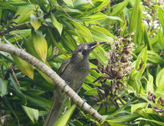 Bolemoreus frenatus