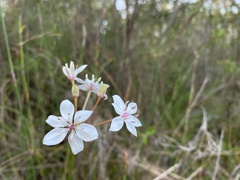 Burchardia umbellata