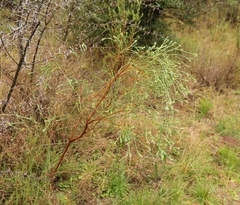 Gnidia francisci