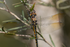 Hemicordulia australiae