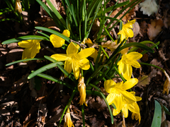 Sternbergia lutea
