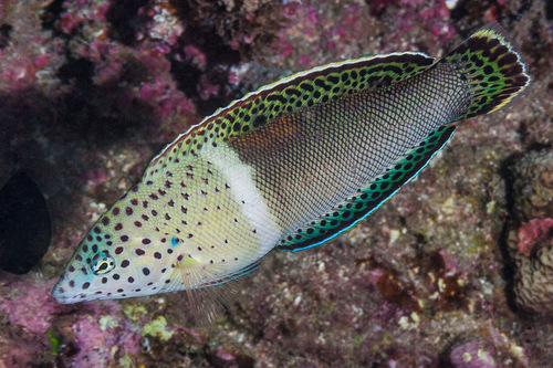 Clown coris (Coris aygula) — Labridae — 3