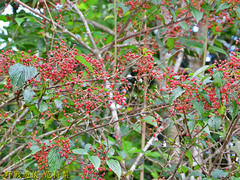 Viburnum luzonicum