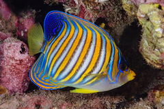 Pygoplites diacanthus