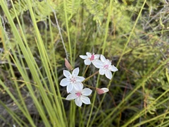 Burchardia umbellata