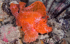 Rhinopias eschmeyeri