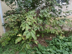 Sambucus nigra