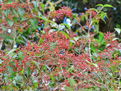 Viburnum luzonicum