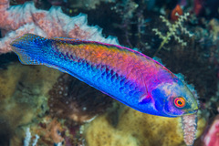 Cirrhilabrus solorensis