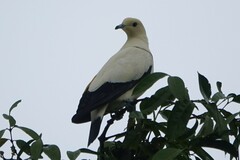 Ducula bicolor