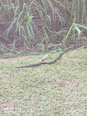 Naja sumatrana