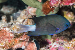 Pycnochromis caudalis