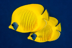 Chaetodon semilarvatus