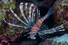 Pterois miles