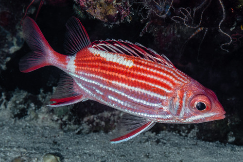 Crown Squirrelfish
